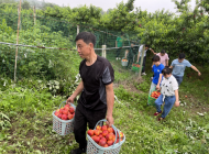 宜秀區羅嶺鎮黃梅村：做活“桃經濟” 日子倍兒甜