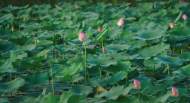 靈璧縣：荷花綻放“幸福河湖”