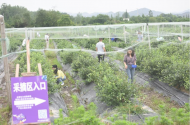 萬企興萬村安徽媒體&徽商企業家助力鄉村振興公益行在廬江舉辦