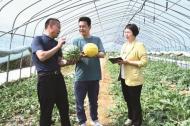 滁州南譙區：種植西瓜助力鄉村振興