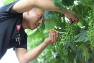 濉溪縣四鋪鎮：修穗疏果忙 葡萄甜又香      