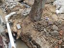 合肥一小区雨污水管网改造施工挖坏大树树根  居民担心有安全隐患