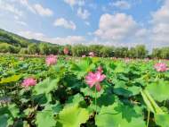 宜秀區楊橋鎮鮑沖湖村：悠悠夏日長，荷花競綻放