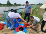 怀宁马庙：稻虾轮作新模式  龙虾“钳”住致富路