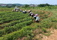 懷寧縣雷埠鄉：紫薯除草忙