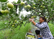 巢湖市廟崗鎮：百畝梨園迎豐收 游客采摘歡樂多