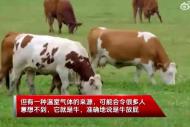 想不到吧！一頭牛放的屁可供汽車開一天，網(wǎng)友：以后要多吹牛了