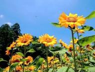合肥瑤海區一大片向日葵花海驚艷亮相