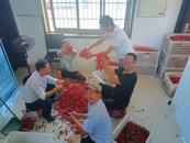 宜秀區五橫鄉白林村：豐收！小艷椒映紅鄉村振興路