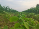 长丰县下塘镇安费塘社区：大豆玉米带状复合种植 “一地两种”助增收  