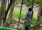 长春一虎园两东北虎相争一虎被咬死，园方：试图用爆竹“劝架”未果