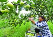 巢湖市廟崗鎮：尖山湖翠冠梨新“鮮”上市