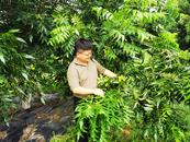 肥東：打造碧根果特色產(chǎn)業(yè)小鎮(zhèn)