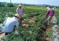 宜秀區五橫鄉：夏季辣椒管護忙，奏響增收“椒”響曲