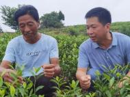 浙江安吉白茶在安徽定遠“安家落戶”