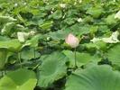 宜秀区白泽湖乡先锋村： 荷花盛放“幸福花” 乡村振兴展新颜