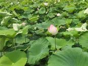 宜秀區白澤湖鄉先鋒村： 荷花盛放“幸福花” 鄉村振興展新顏