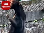 杭州動(dòng)物園黑熊被疑是人扮的 站筆直揮爪和游客互動(dòng) 園方回應(yīng)