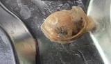 食堂饭菜吃出"鸭子眼球膜"？广州通报：涉事食堂关闭  样品交第三方检测