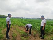 濉溪縣四鋪鎮(zhèn)：大豆玉米帶狀復合種植   助力“一田雙收”            
