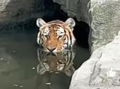 這就是“水虎轉(zhuǎn)”？老虎躲水池避暑一臉“生無可戀”，表示不“營業(yè)”