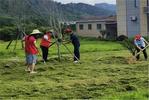 宜秀区杨桥镇余墩村：清障除草 助力人居环境整治