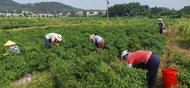 宜秀區羅嶺鎮林春村：辣椒基地采摘忙，農民豐收喜笑顏 