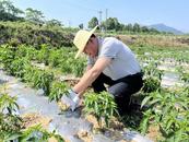 宜秀區羅嶺鎮鳳溪社區：瞄準小辣椒產業 走出“紅火”致富新路子
