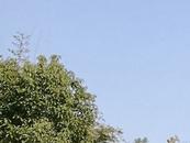 合肥8月1-7日多云為主 白天氣溫較高