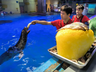海龜吃西瓜、海豹趴冰塊  合肥海洋世界動物們避暑有方 ??