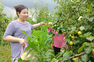 淮南市泥河鎮(zhèn)：發(fā)展特色種植  助力鄉(xiāng)村振興