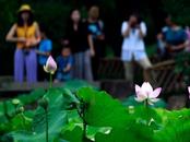 7月23日迎夏季最后一個節氣——大暑