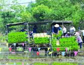 巢湖市中垾鎮(zhèn)：水稻機插秧田間“大比武”