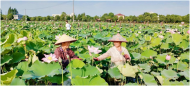 懷寧高河：賞荷采蓮正當時
