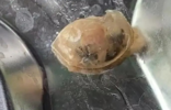 广州通报“食堂饭菜异物检测”情况：高度可能为鸭眼球巩膜结构