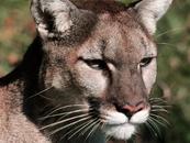 8歲男孩公園露營被猛獸襲擊，勇敢母親大喊嚇退