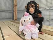 合肥野生動物園黑猩猩“千金”歸來
