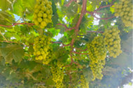 肥西山南鎮(zhèn)：滿目青綠 陽光玫瑰正式上市