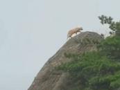 網友在黃山拍到珍稀動物云豹？ 專家：就視頻來看，是大橘貓