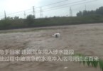 男子违规驾车冲入河道  水流一度没过车顶 河北消防飞索营救