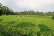 河溜鎮：仲夏水稻追肥忙 糧食豐收有保障