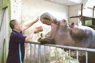 加餐多汁瓜果、享受噴淋沖涼……安慶動物園動物們降溫有“涼方”