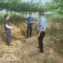 單王鄉黨委書記李兵調研村集體增收工作