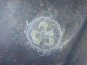 宿松首次發(fā)現(xiàn)“水中大熊貓”桃花水母?