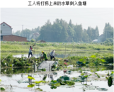 懷寧縣石牌鎮太子河：水草清理，“神器”大顯身手