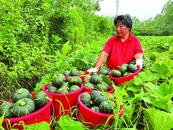 巢湖蘇灣：特色小南瓜長成“致富瓜”