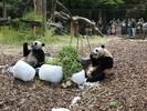 旅比大熊猫双胞胎“宝弟”“宝妹”喜迎4岁生日