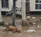 涿州洪水退去動(dòng)物尸體隨地可見 疾控：將大面積消殺，大家盡量減少外出