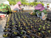 蚌埠國慶期間花卉布置方案出爐