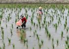 安庆望江：夏日稻田“鳖”样景